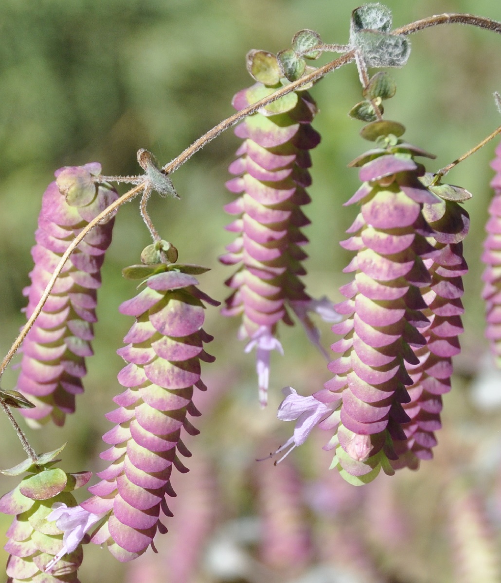 Изображение особи Origanum dictamnus.