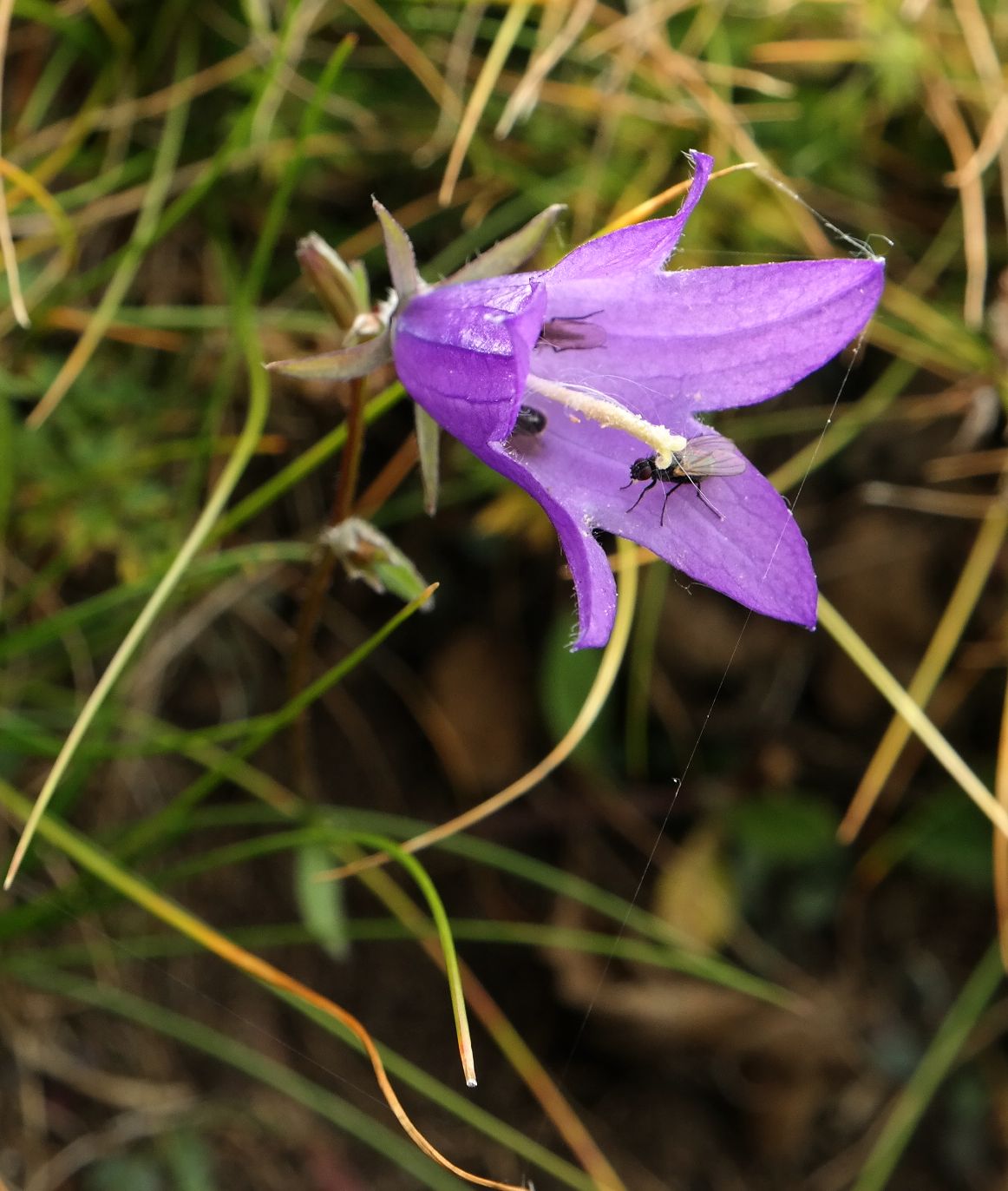 Image of genus Campanula specimen.