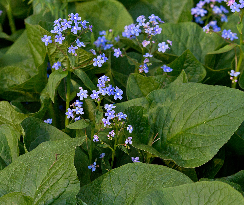 Image of Brunnera sibirica specimen.