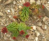 genus Sedum. Плодоносящие растения на скалах. Приморье, бухта Рудная. 27.08.2006.