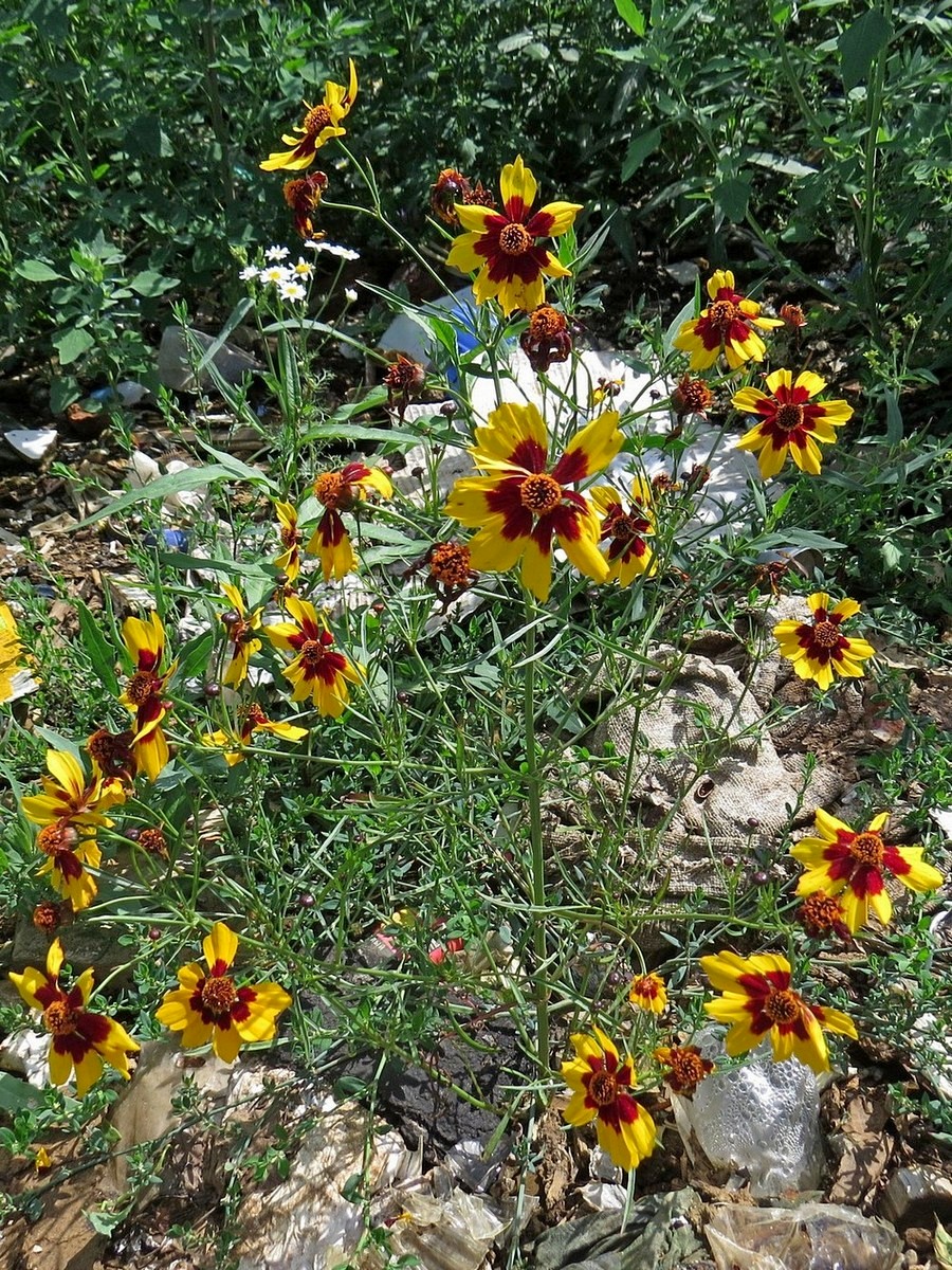 Image of Coreopsis tinctoria specimen.