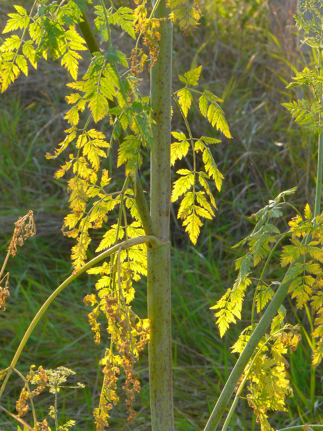 Изображение особи Conium maculatum.