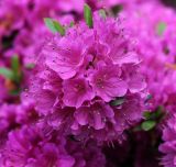 genus Rhododendron