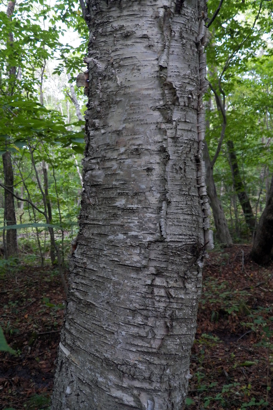 Image of genus Betula specimen.
