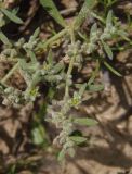 Herniaria разновидность angustifolia