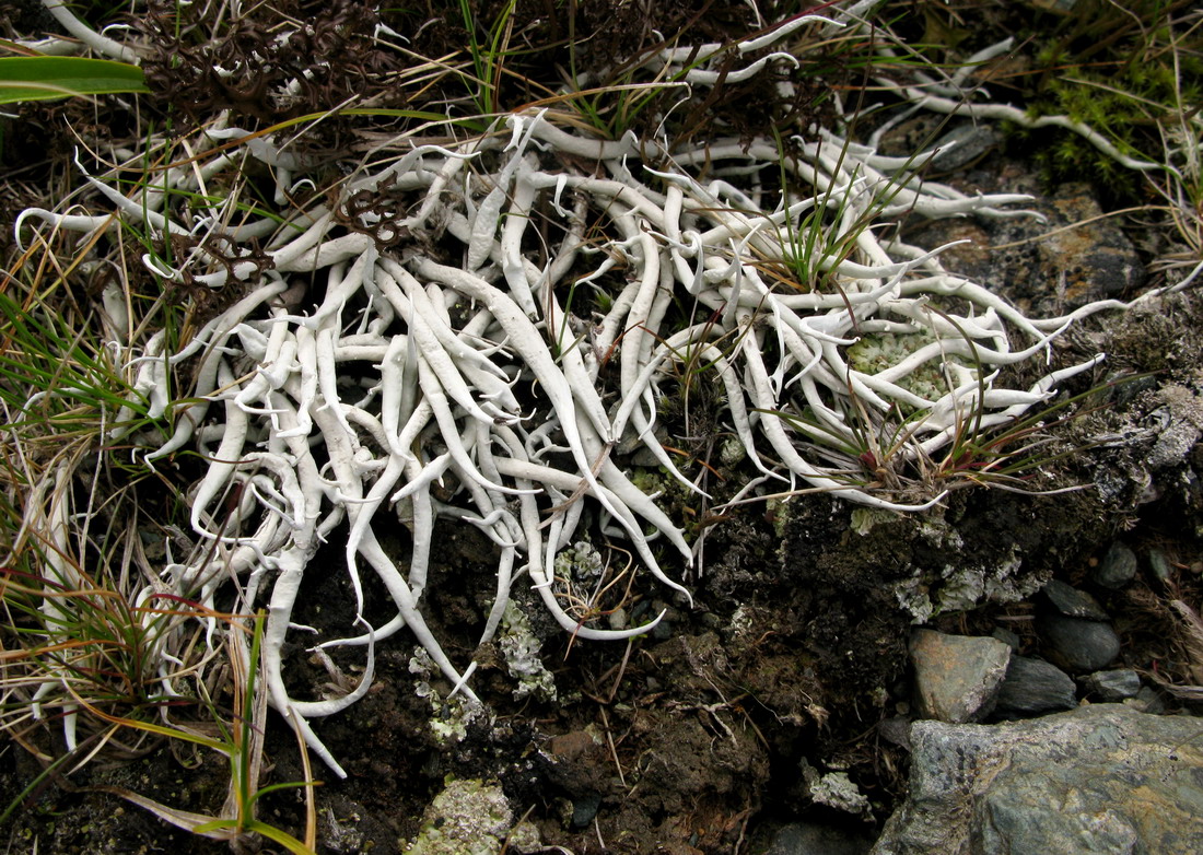 Image of Thamnolia vermicularis specimen.