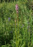 Pedicularis elata. Верхняя часть цветущего растения. Восточный Казахстан, Кокпектинский р-н, 25 км в горы от с. Пантелеймоновка, ≈ 1000 м н.у.м., просека в лесу. 13.06.2016.
