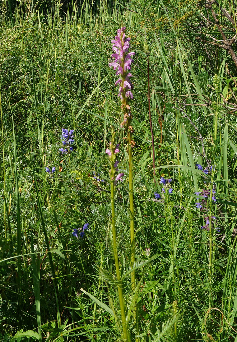 Image of Pedicularis elata specimen.