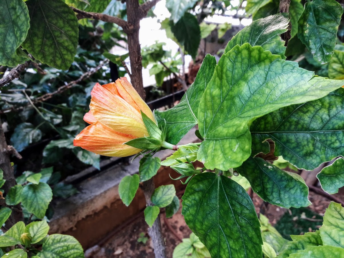 Изображение особи Hibiscus rosa-sinensis.