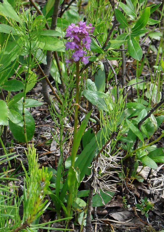 Изображение особи Gymnadenia conopsea.