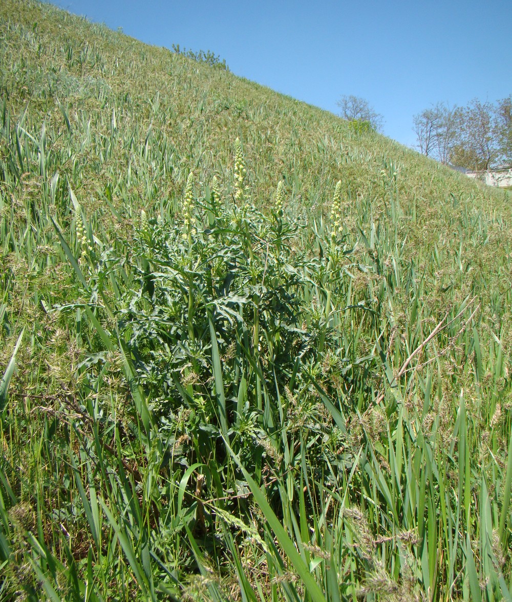 Image of Reseda lutea specimen.