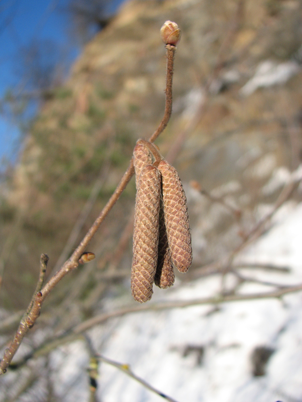Image of Corylus avellana specimen.