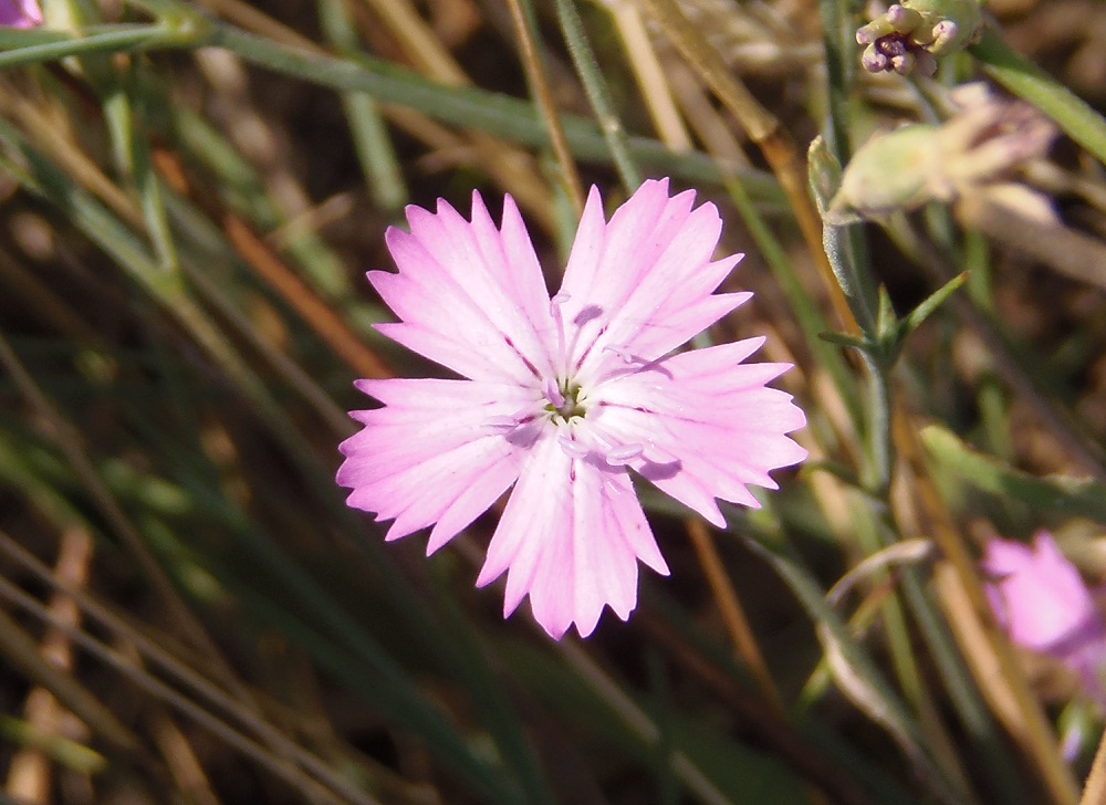 Image of Dianthus carbonatus specimen.