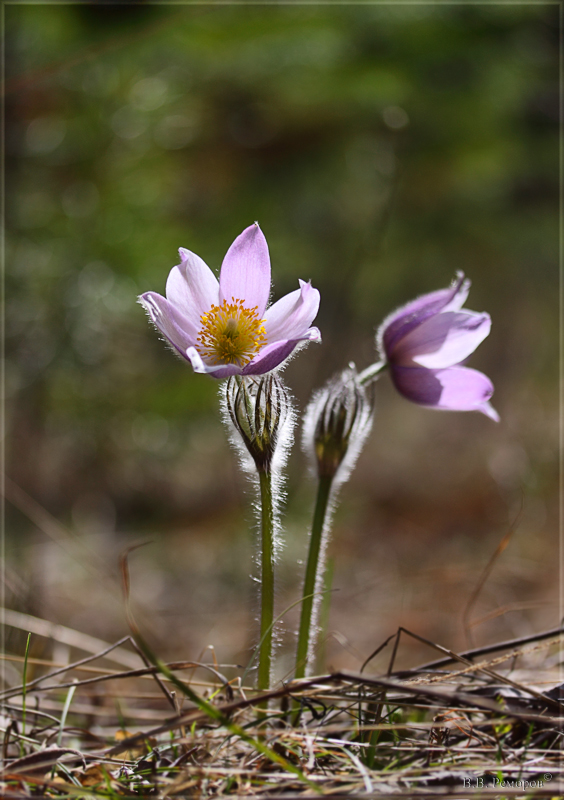 Изображение особи Pulsatilla patens.