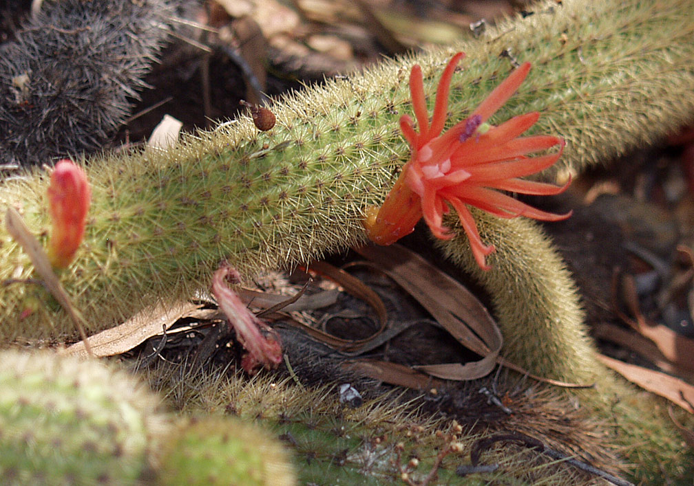 Изображение особи Cleistocactus winteri.