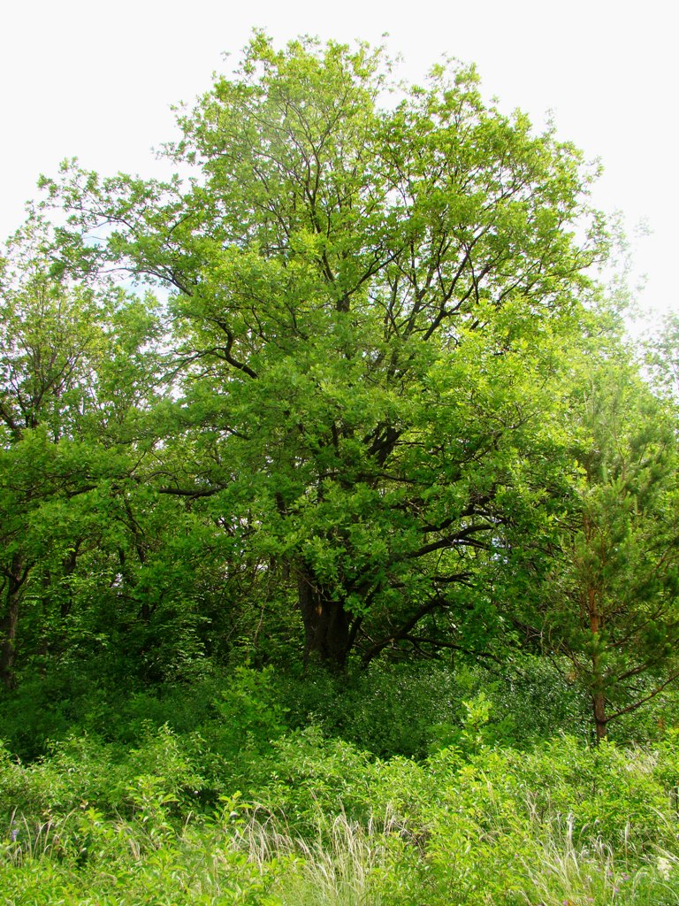 Image of Quercus robur specimen.