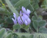 Astragalus sinaicus