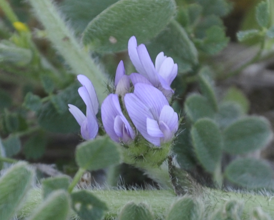 Изображение особи Astragalus sinaicus.