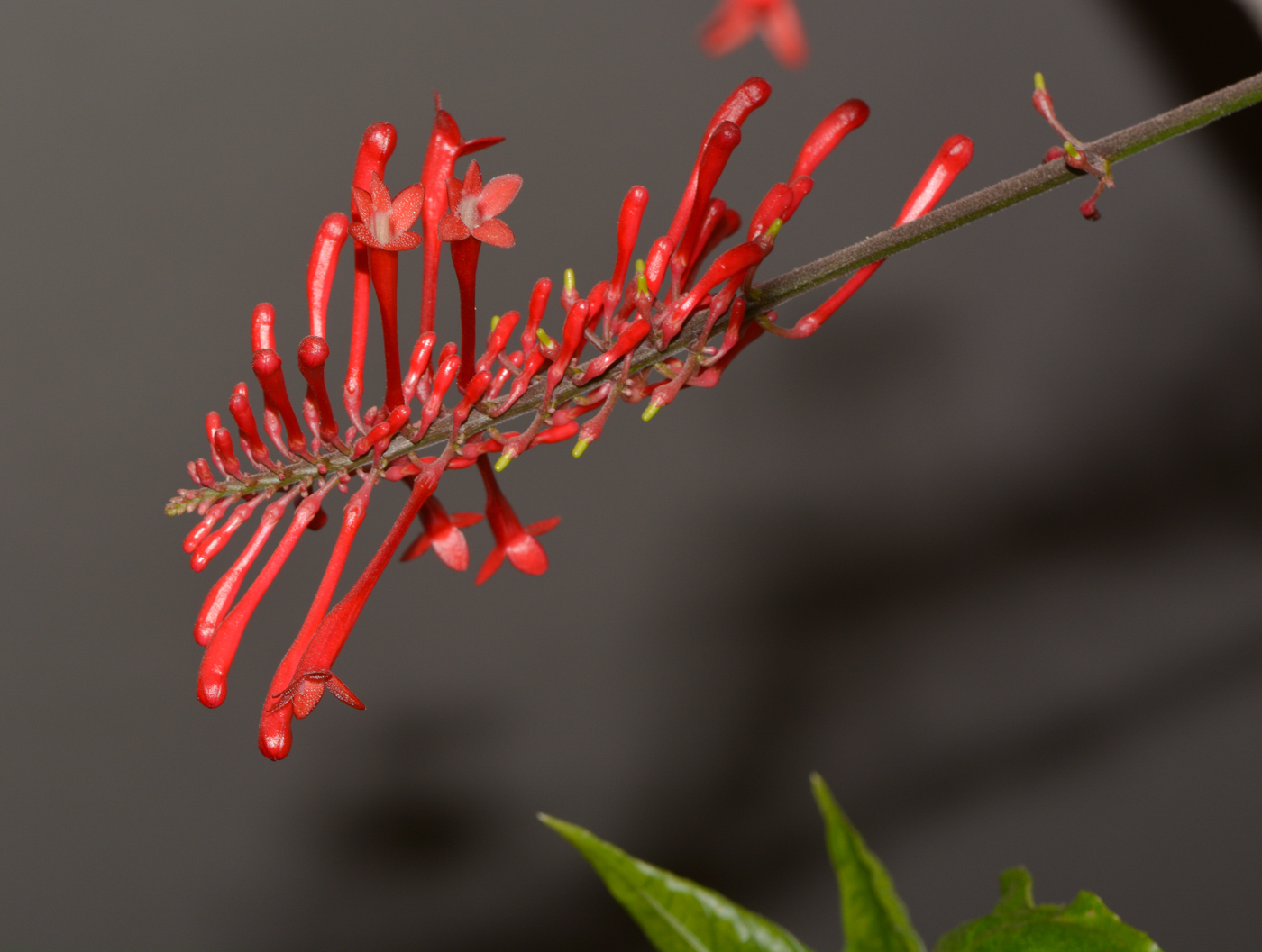 Image of Odontonema tubaeforme specimen.