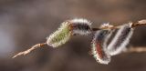 Salix gracilistyla