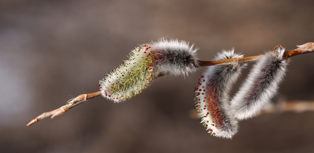 Изображение особи Salix gracilistyla.