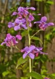 Lunaria annua. Верхушка цветущего растения. Молдова, Кишинев, Ботанический сад АН Молдовы, кленово-дубовый лес. 10.04.2017.