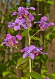 Lunaria annua