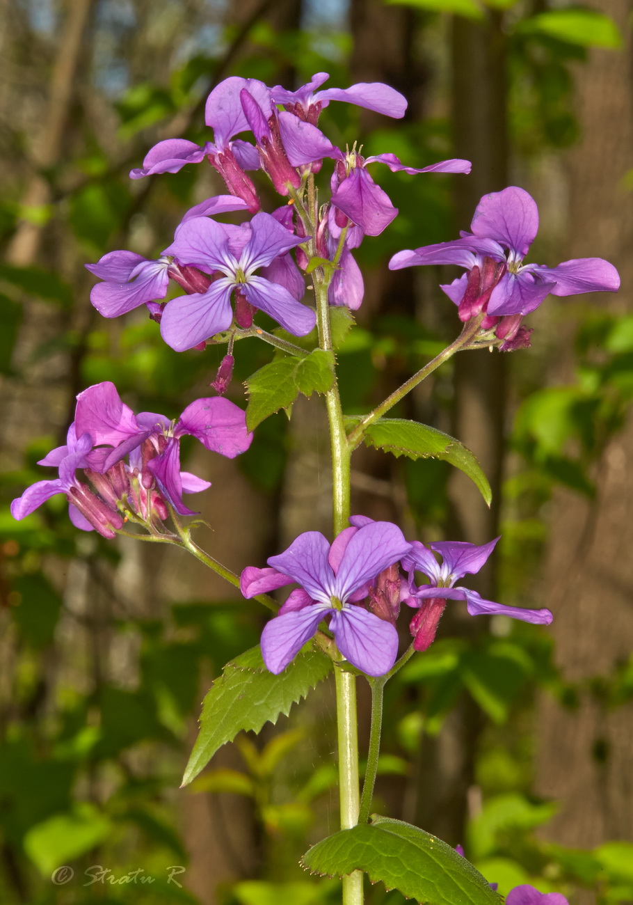 Изображение особи Lunaria annua.