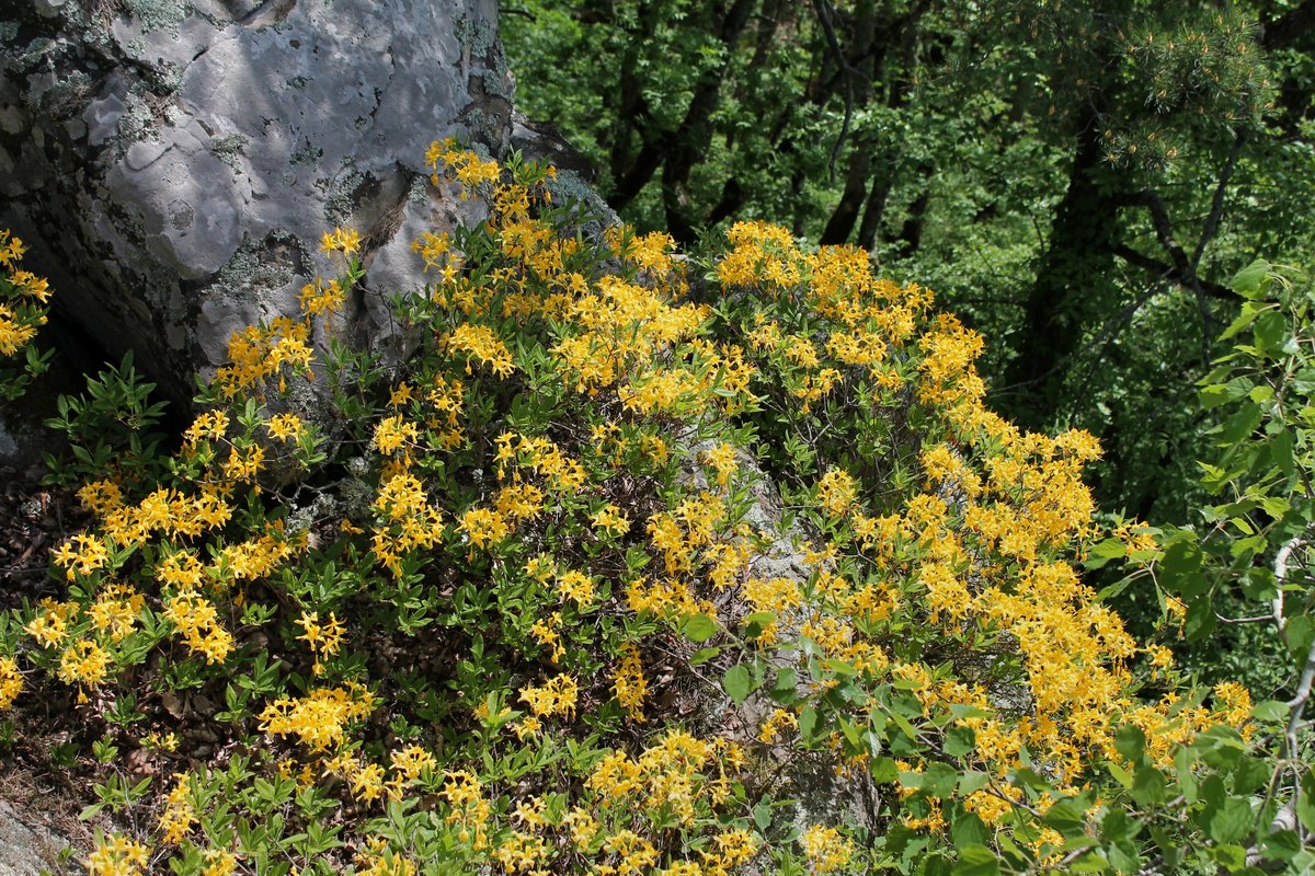 Изображение особи Rhododendron luteum.