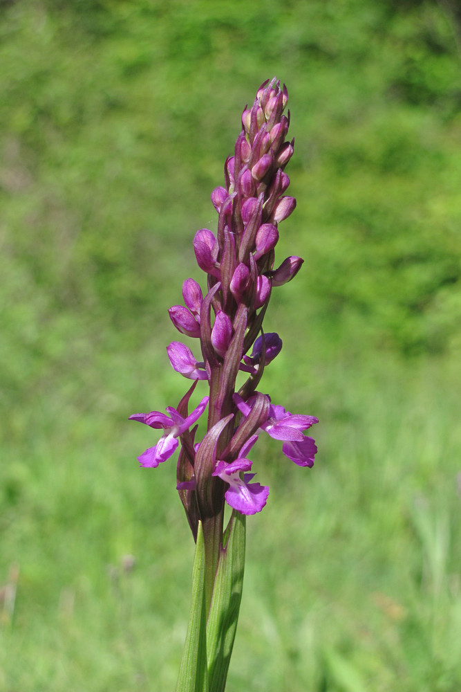 Изображение особи Anacamptis laxiflora ssp. elegans.