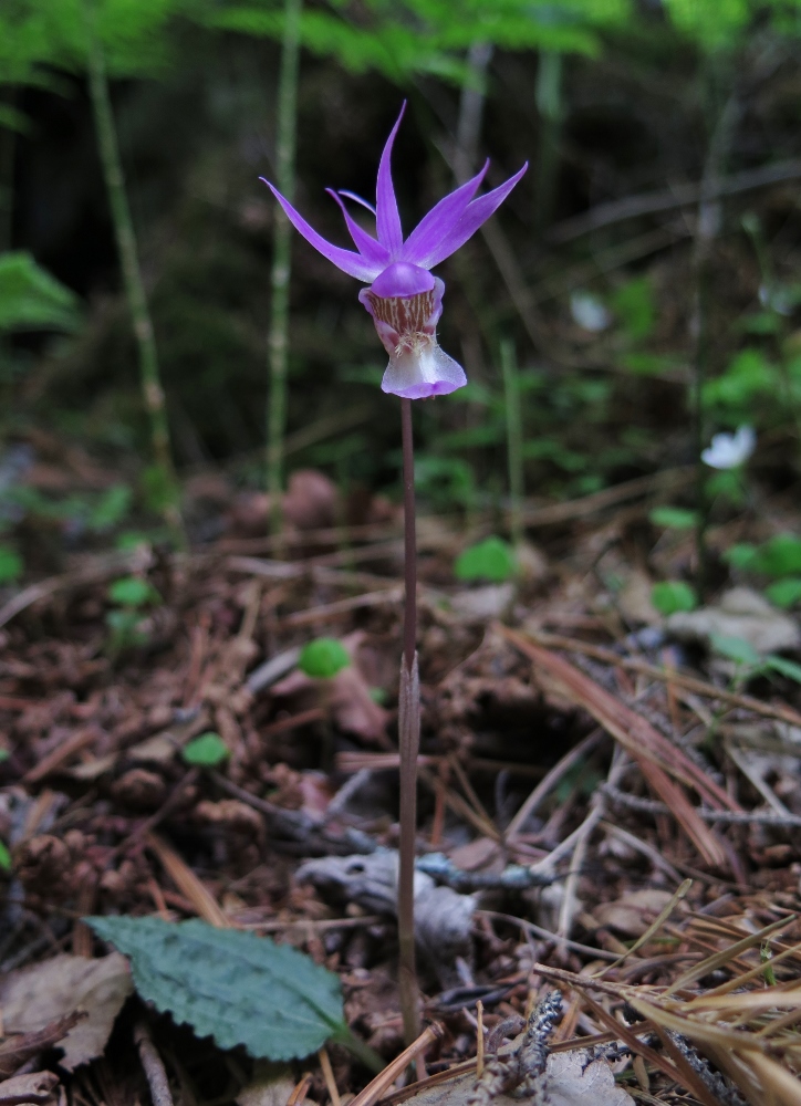 Изображение особи Calypso bulbosa.