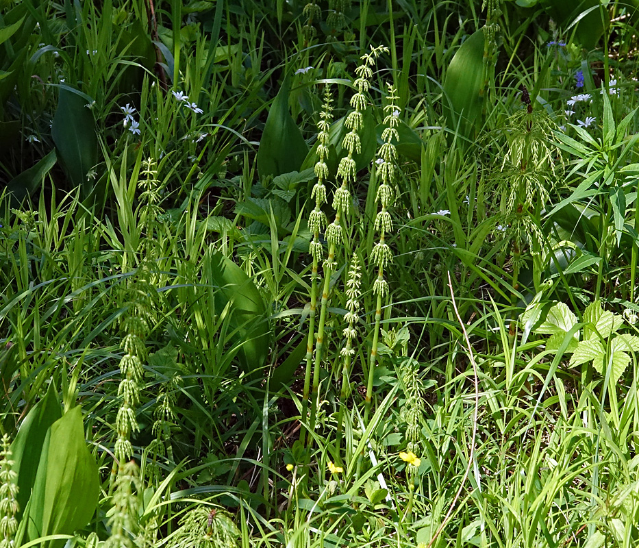 Image of Equisetum sylvaticum specimen.