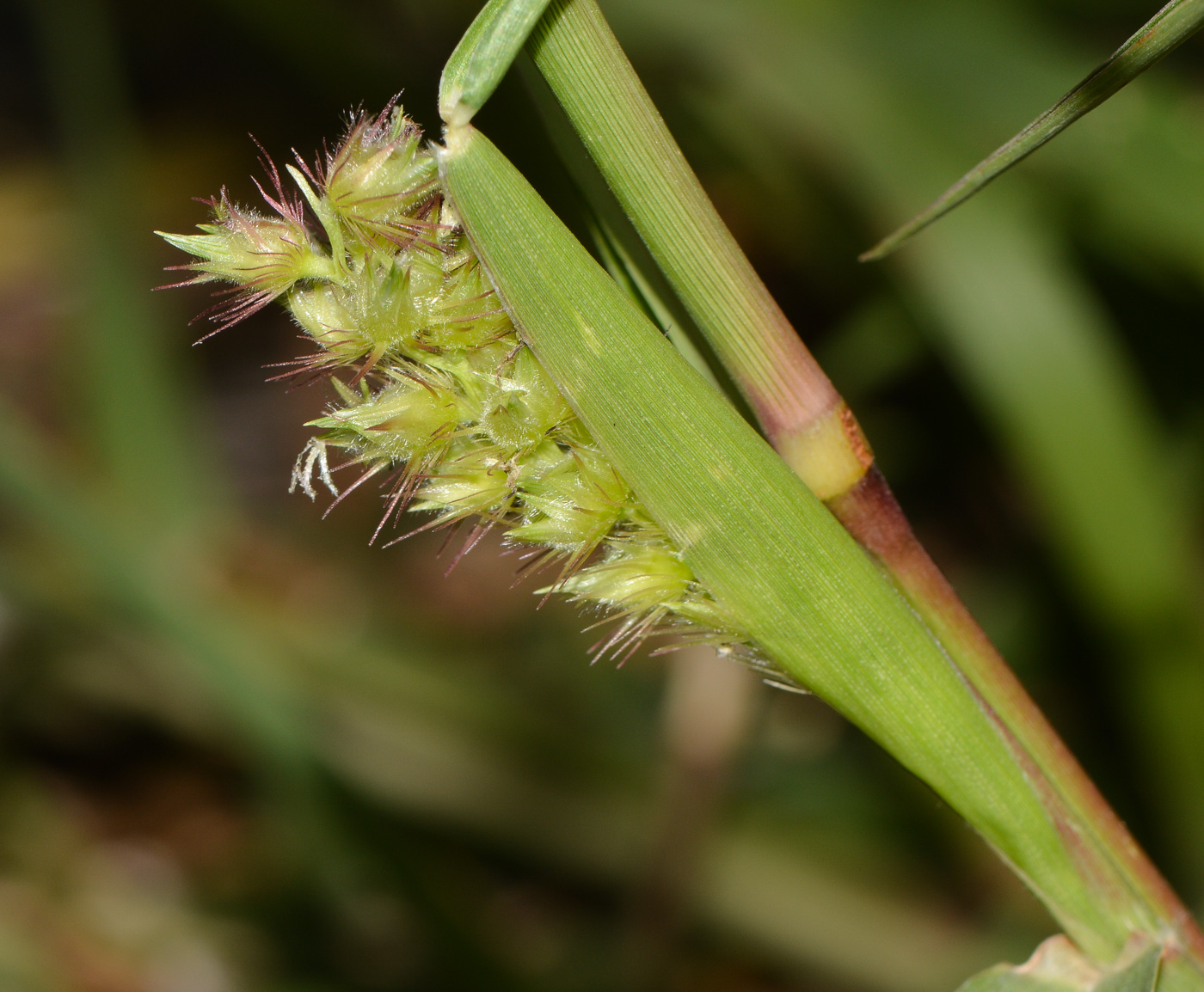 Изображение особи Cenchrus echinatus.