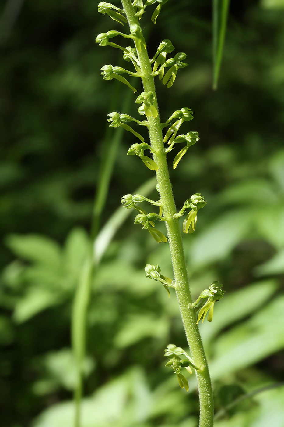 Изображение особи Listera ovata.