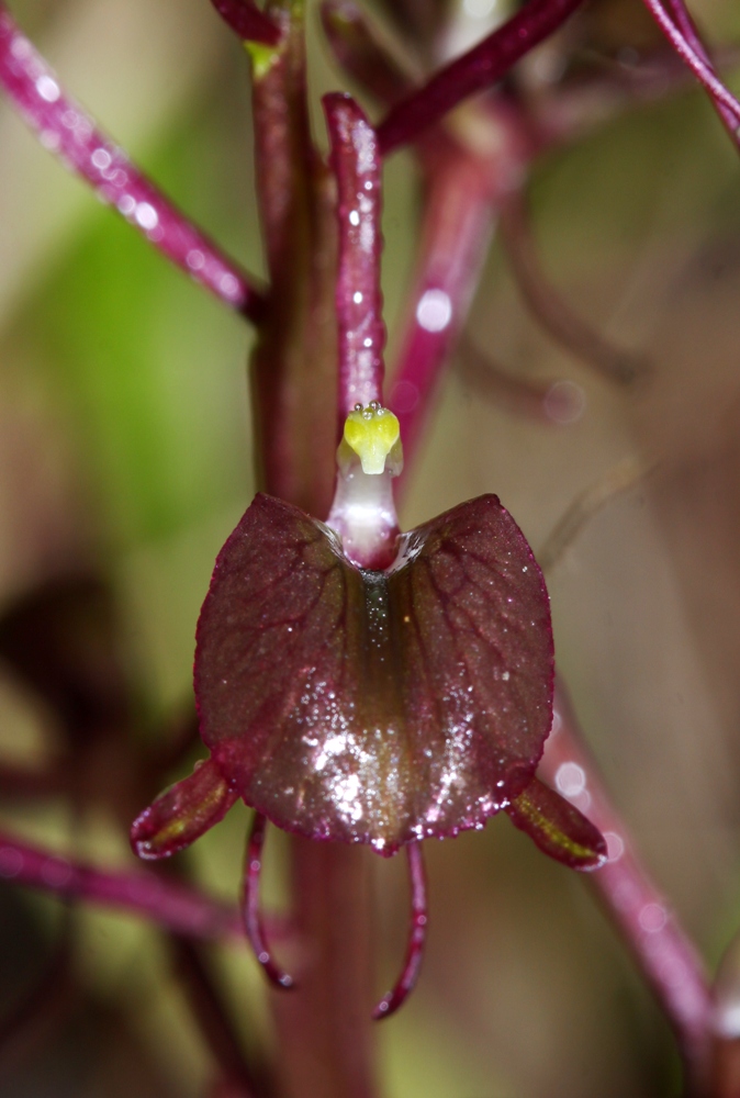 Image of Liparis makinoana specimen.