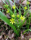 Gagea lutea