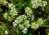 Valerianella coronata. Отцветающие соцветия. Израиль, горы Самарии (западная часть), поселение Альпей Менаше, каменистая возвышенность, выс. ок. 300 м н. у. м. 17.03.2017.