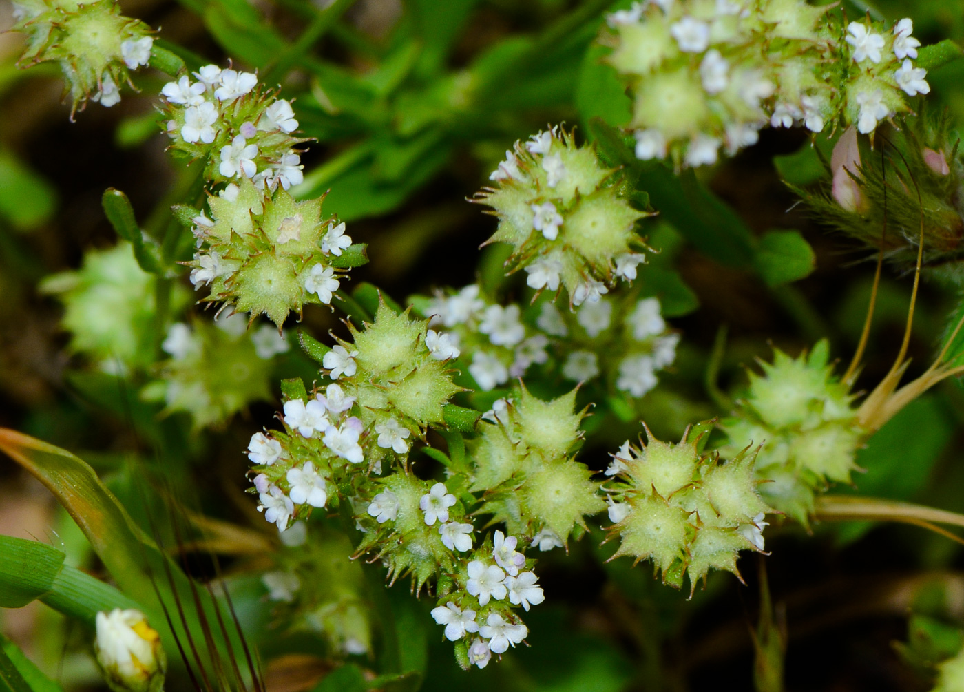 Изображение особи Valerianella coronata.