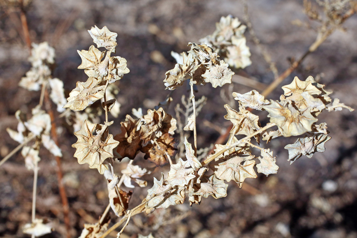 Изображение особи Atriplex flabellum.