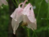 Aquilegia vulgaris