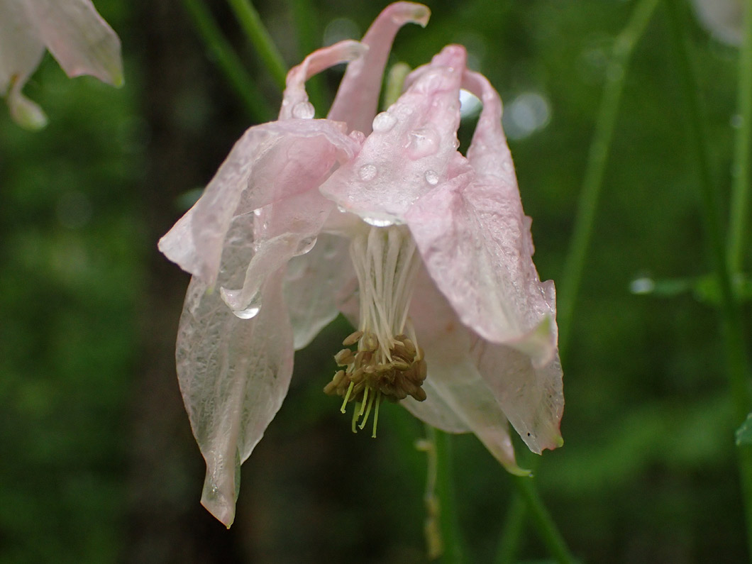 Image of Aquilegia vulgaris specimen.