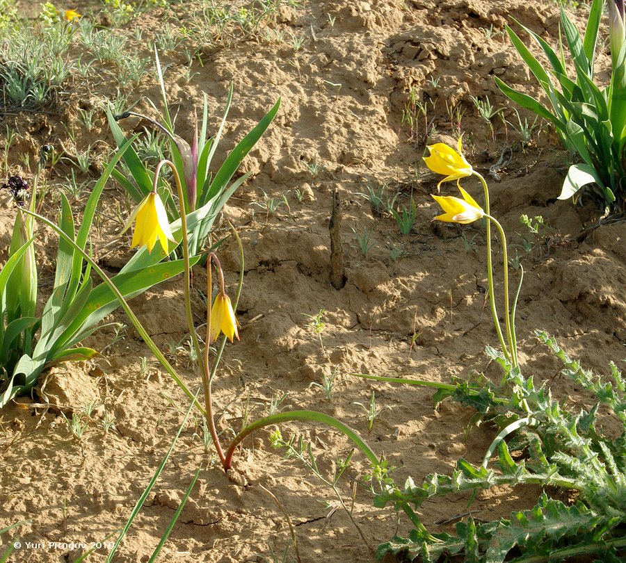 Image of Tulipa scythica specimen.