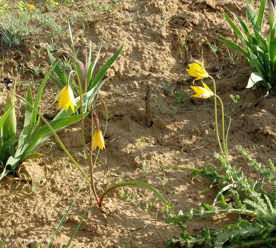 Изображение особи Tulipa scythica.