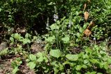 Veronica officinalis