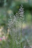 genus Agrostis