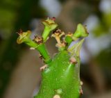 Euphorbia neriifolia. Верхушка веточки с циациями. Израиль, впадина Мёртвого моря, киббуц Эйн-Геди. 27.04.2017.