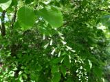 Cladrastis kentukea. Соцветие. Санкт-Петербург, парк БИН РАН, в культуре. 15.06.2016.