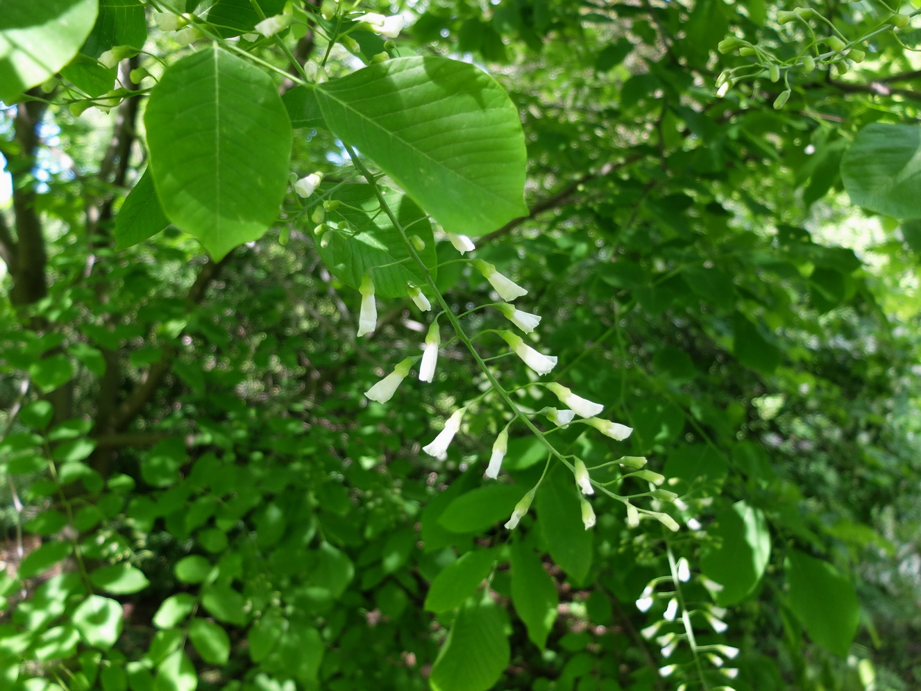 Image of Cladrastis kentukea specimen.