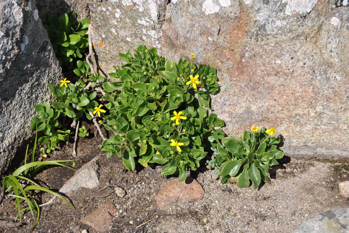 Image of Othonna arborescens specimen.