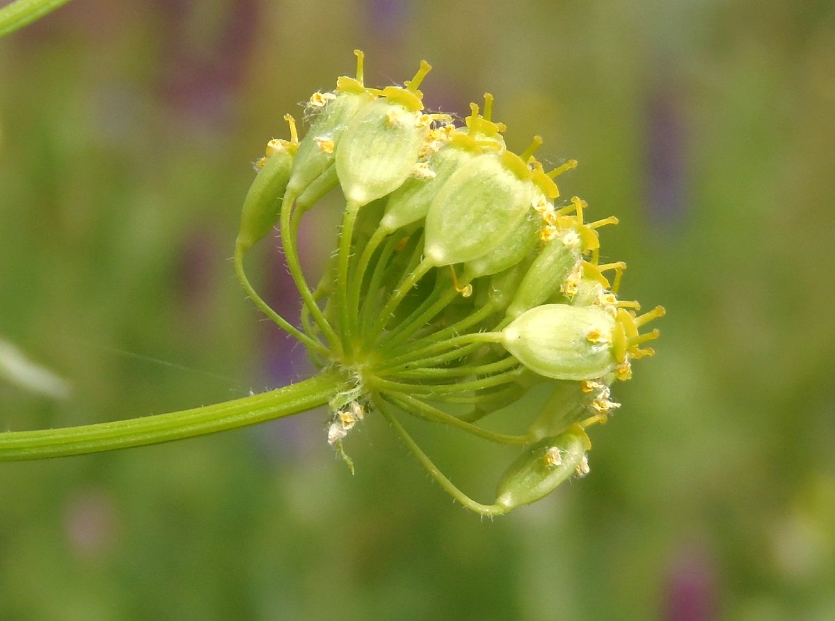 Изображение особи Pastinaca clausii.